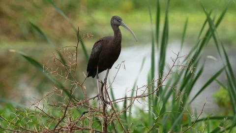 GLOSSY IBIS Stock Footage 273243233