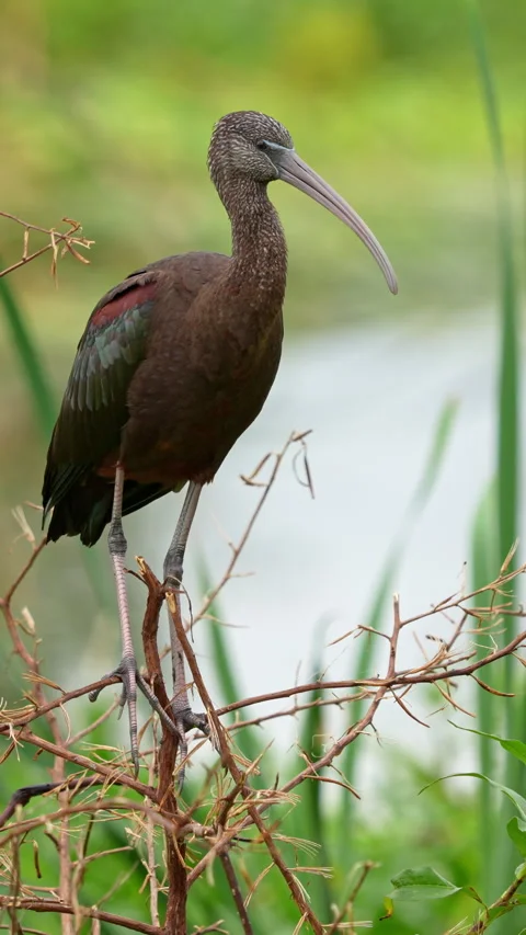 GLOSSY IBIS Stock Footage 280775365