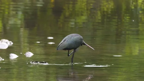 Glossy Ibis Stock Footage 332565640