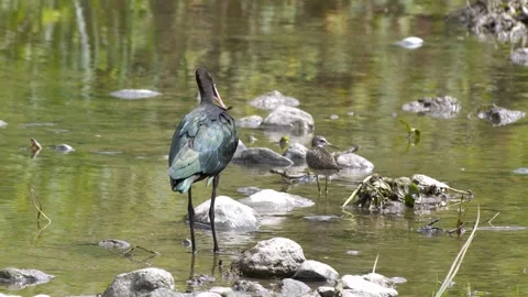 Glossy Ibis Видео 333337025