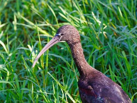Glossy Ibis in Grass Stock Photos