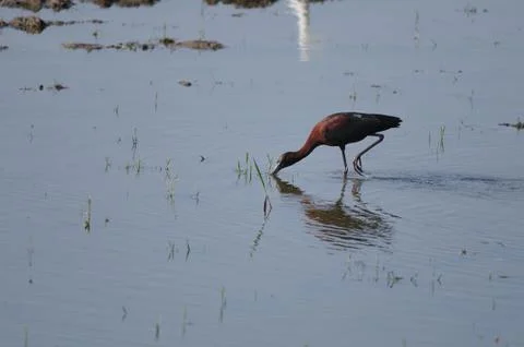 Glossy Ibis Stock Photos