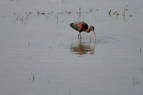 Glossy Ibis Foto stock