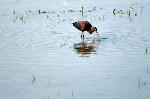 Glossy Ibis Foto stock
