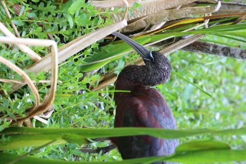 Glossy Ibis Stock Photos