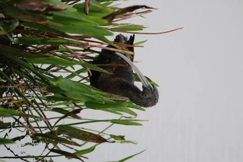 A Glossy Ibis Stock Photos