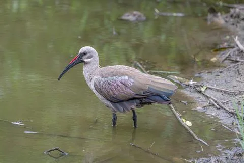 Glossy Ibis Foto stock