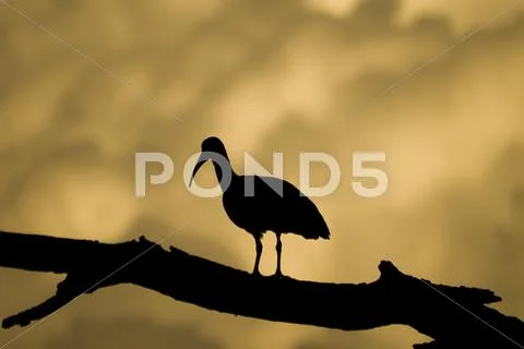 Glossy Ibis in Striking Silhouette Stock Photos