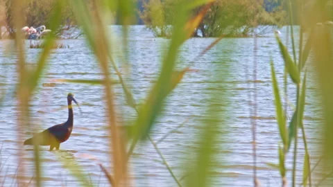 Glossy ibis walks in the shallow waters of an Andalusian salty lagoon Stock Footage 143972902