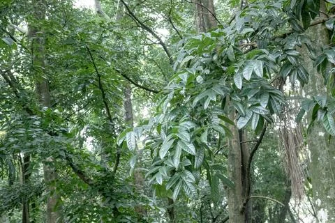 Glossy leaf cluster on a tropical forest branch Stock Photos