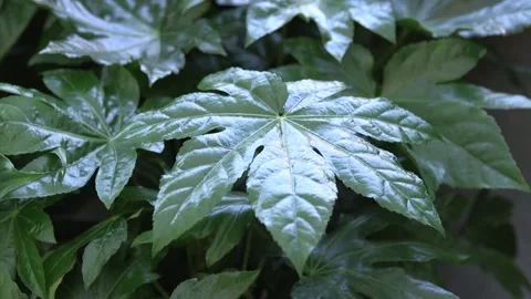 Glossy-leaf paper plant Stock Footage 146166350
