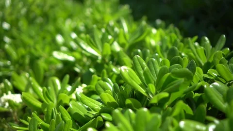 Glossy leafs of green hedge. Handheld shot with shallow depth of field Stock Footage 76988948
