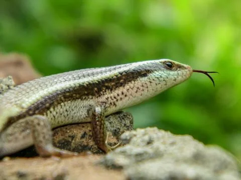 The glossy lizard Stock Photos