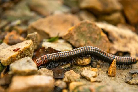A glossy millipede winds through dry leaves on the forest floor, its countl.. Stock Photos