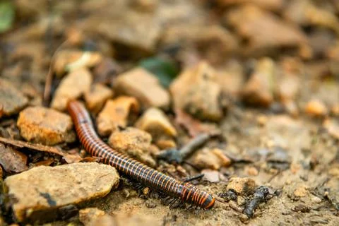 A glossy millipede winds through dry leaves on the forest floor, its countl.. Stock Photos