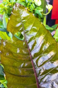 Glossy Olive Jungle Leaf Pattern Abstract Botanical Background Wallpaper Th.. 写真素材