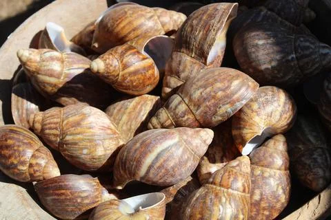 Glossy pillar snail Stock Photos