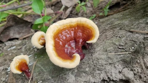 Glossy Red Reishi Mushroom (Ganoderma Lucidum) Growing on Wood, Dhaka-Bangladesh Vídeos de archivo 344367593