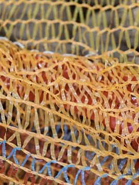 Glossy Rubycolored Fruits Situated Inside Vibrant Contrasting Wire Cage Stock Photos
