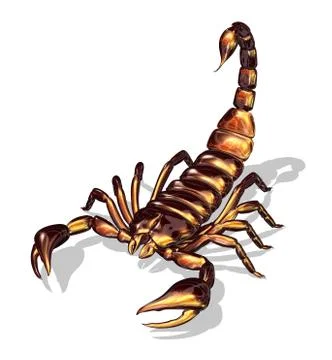 Glossy Scorpion Stock Illustration