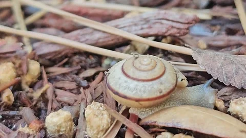 A glossy snail glides forward on its slimy foot Stock Footage 308975542