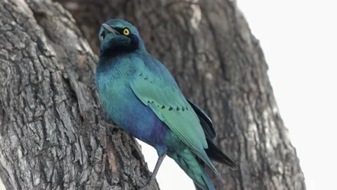 Glossy starling (Cape) Stockbeeldmateriaal 137856156