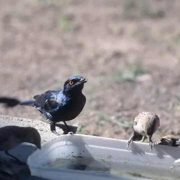 Glossy Starling Stock Photos