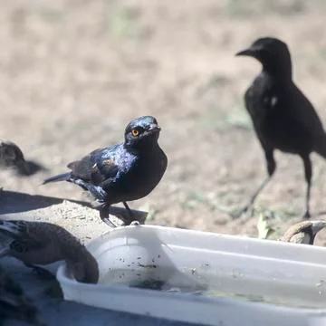 Glossy Starling Stock Photos