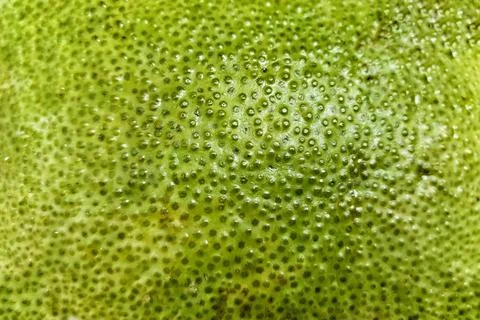 Glossy surface of peel of lime or green pomelo Stock Photos