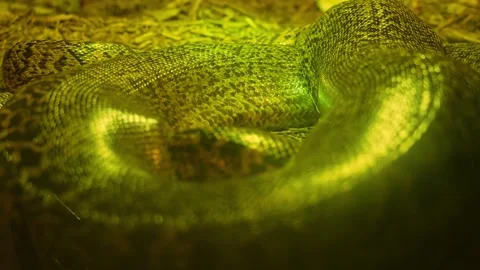 Glossy texture of real live snake or python skin, dragon creature beast sca.. Video stock 296121657