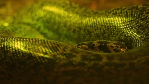 Glossy texture of real live snake or python skin focus shift, dragon creatu.. Stock Footage 296121660