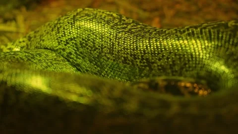 Glossy texture of real live snake or python skin, dragon creature beast sca.. Stock Footage 296121684