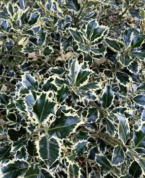 Glossy variegated holly leaves with sharp thorny edges Stock Photos