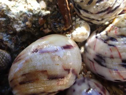 Glossy wet seashell pattern closeup Foto stock