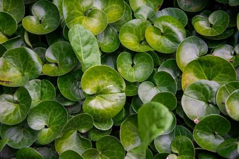Glossy wild ginger leaves create a natural green botanical texture Stock Photos
