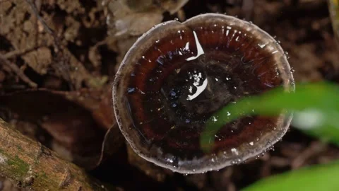 Glossy Wild Mushroom Growing on Decaying Wood in Tropical Rainforest 库存影片 336713331