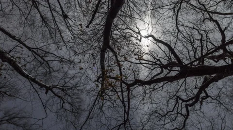 Gloucester: Moon through Trees with Clouds Stock Footage 68729599