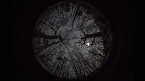 Gloucester: Moonset through Trees with Clouds, Ultra Wide, VR, IR, Oculus Stock Footage 68726971
