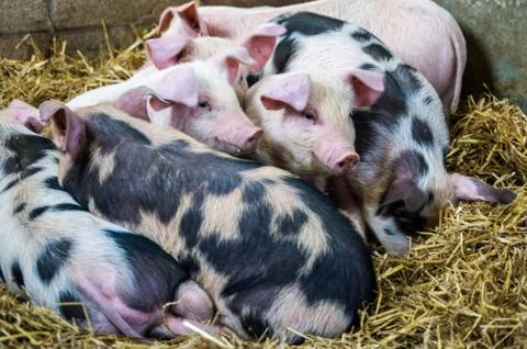 Gloucester Old Spot piglets Stock Photos