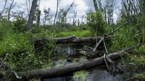 Gloucester Swamp during Day Stock Footage 68823477