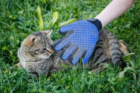 A glove for combing wool. A cat is combed with an animal comb. Stock Photos