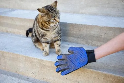 A glove for combing wool. A cat is combed with an animal comb. Stock Photos