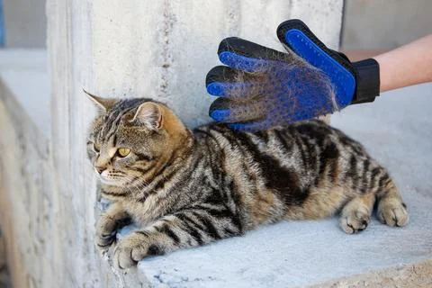 A glove for combing wool. A cat is combed with an animal comb. Stock Photos