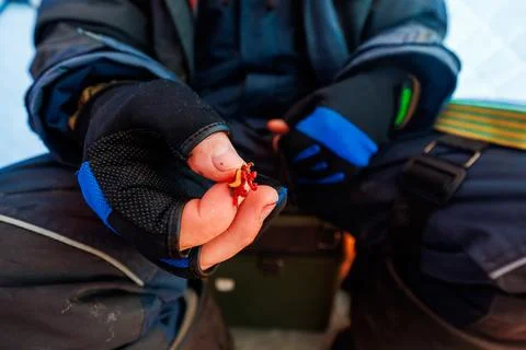 Gloved angler prepares tiny jig with red maggots on frozen water Stock Photos