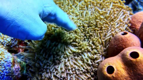 Gloved Diver Hand Points at Textured Coral Polyps Next to Orange Barrel Sponge Stock Footage 336780786