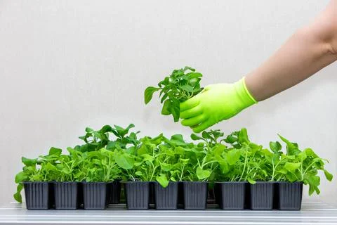 A gloved hand adds a pot of seedlings to the total mass of plants. Photos