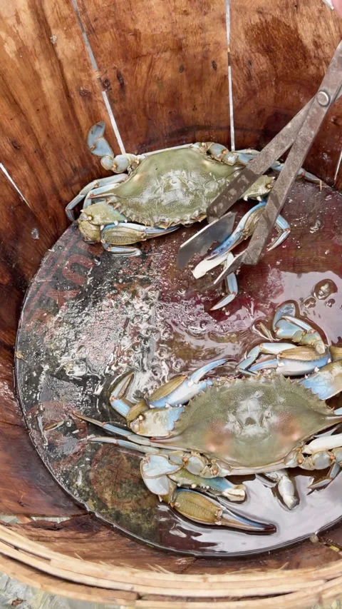 Gloved hand and tongs remove wet blue crabs from wooden basket Stock Footage 344907541