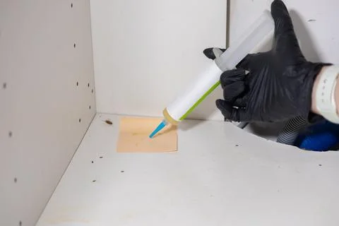 Gloved hand applying powerful cockroach bait gel from syringe applicator wi.. Stock Photos