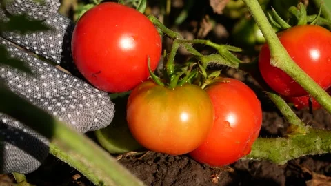 Gloved Hand Checking Ripe Tomatoes Before Harvest Stock Footage 346742230