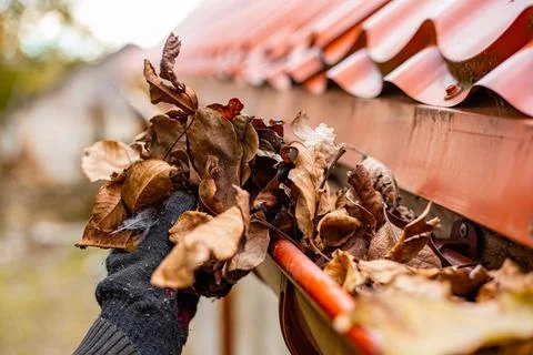 A gloved hand clears the gutter of a red tile roof of fall leaves, preventing Photos